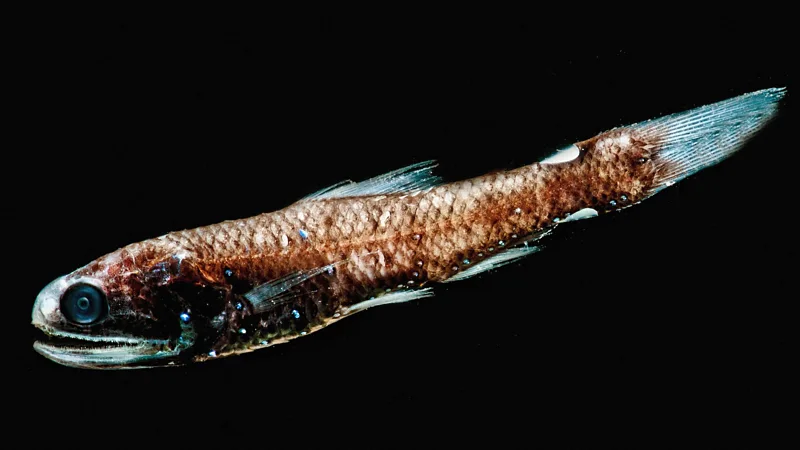 Small dark lanternfish from the ocean twilight zone