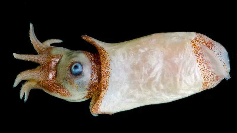 Pale deep-sea squid with large blue eye